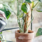 plantes-5-astuces-pour-redonner-vie-a-vos-plantes-apparemment-morte