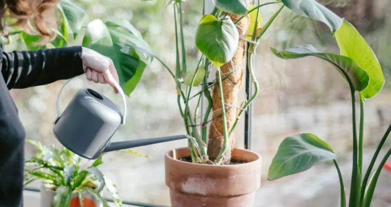 plantes-5-astuces-pour-redonner-vie-a-vos-plantes-apparemment-morte