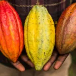 flambee-des-prix-du-cacao-la-rdc-en-profite-et-renforce-sa-position-sur-le-marche-mondial