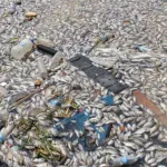 yamoussoukro-crise-ecologique-autour-du-lac-3-apres-une-mortalite-massive-de-poissons