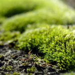 jardin-astuces-naturelles-et-efficaces-pour-eliminer-la-mousse-de-votre-jardin