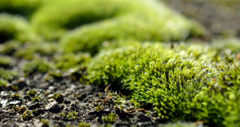 jardin-astuces-naturelles-et-efficaces-pour-eliminer-la-mousse-de-votre-jardin