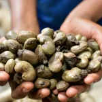 saisie-record-a-bobo-dioulasso-45-tonnes-de-noix-de-cajou-interceptees-au-burkina-faso