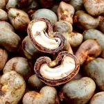 saisie-de-16-camions-de-cajou-soja-et-d-e-karite-12-policiers-et-douaniers-beninois-arretes