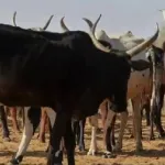 benin-un-chef-de-village-condamne-a-26-mois-pour-vol-de-boeuf