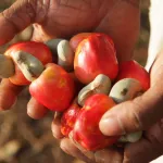 noix-de-cajou-au-togo-un-prix-record-bord-champ-a-425-fcfa-kg-les-producteurs-jubilent