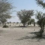 lutte-contre-les-changements-climatiques-quelle-strategie-pour-les-pays-membres-de-la-cedeao