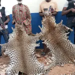 bouna-deux-presumes-trafiquants-d-animaux-interpelles-avec-3-peaux-de-pantheres