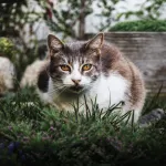 jardin-5-astuces-imparables-pour-eloigner-les-chats-de-votre-jardin-et-potager