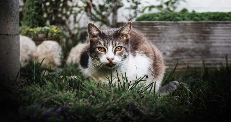 jardin-5-astuces-imparables-pour-eloigner-les-chats-de-votre-jardin-et-potager