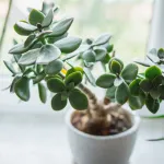 plantes-porte-bonheur-attirez-des-energies-positives-dans-votre-maison