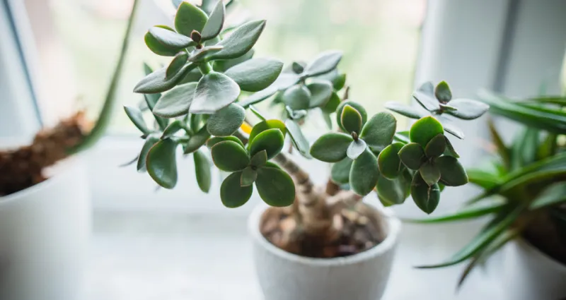 plantes-porte-bonheur-attirez-des-energies-positives-dans-votre-maison