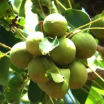 togo-exportation-du-karite-le-gouvernement-se-radicalise-pour-sauver-l-industrie-locale