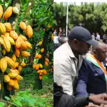 augmentation-du-prix-du-cacao-ce-que-cache-cette-generosite-subite-des-deputes-brutalises