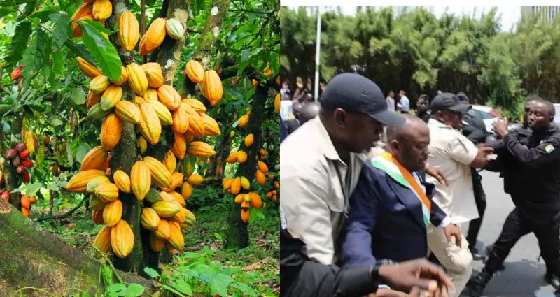 augmentation-du-prix-du-cacao-ce-que-cache-cette-generosite-subite-des-deputes-brutalises