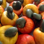 anacarde-le-burkina-faso-interdit-l-exportation-du-cajou-brut