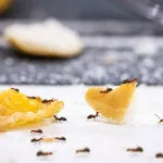 insectes-nuisibles-comment-les-identifier-et-eliminer-de-votre-cuisine