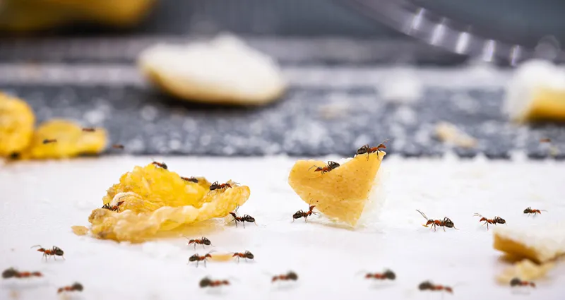 insectes-nuisibles-comment-les-identifier-et-eliminer-de-votre-cuisine