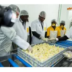 affaire-7-74-milliards-detournes-dans-un-projet-avicole-trois-hauts-responsables-du-mirah-trempes