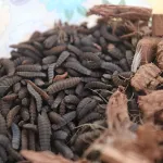 cote-d-ivoire-des-larves-pour-nourrir-les-villes-et-creer-des-emplois