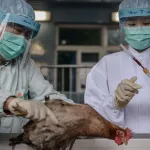 h7n9-il-y-a-12-ans-pekin-decouvrait-un-nouveau-virus-tueur-silencieux