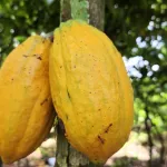 grand-retour-du-cafe-et-du-cacao-en-guinee-forestiere-les-producteurs-aux-aguets