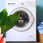 feuille-de-laurier-dans-la-machine-a-laver-l-astuce-etonnante-qui-seduit-de-plus-en-plus-de-foyers