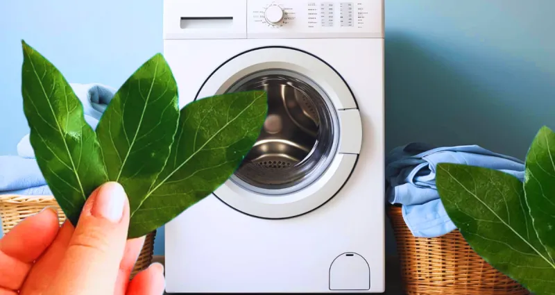 feuille-de-laurier-dans-la-machine-a-laver-l-astuce-etonnante-qui-seduit-de-plus-en-plus-de-foyers