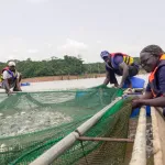 selab-fisheries-expo-la-fao-invite-les-jeunes-ivoiriens-a-decouvrir-les-opportunites-qu-offre-l-aquaculture