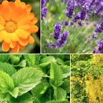 dites-adieu-aux-moustiques-5-plantes-qui-transforment-votre-maison-en-forteresse-naturelle