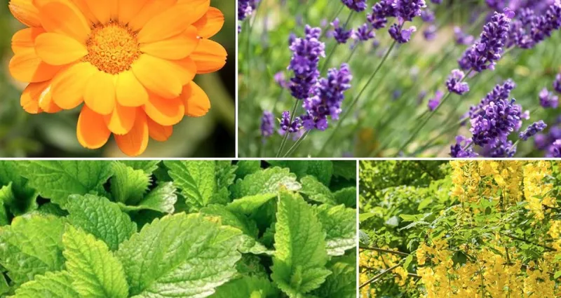 dites-adieu-aux-moustiques-5-plantes-qui-transforment-votre-maison-en-forteresse-naturelle