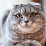 animaux-routines-astuces-et-ruses-bienveillantes-pour-le-retour-a-la-maison-de-votre-chat