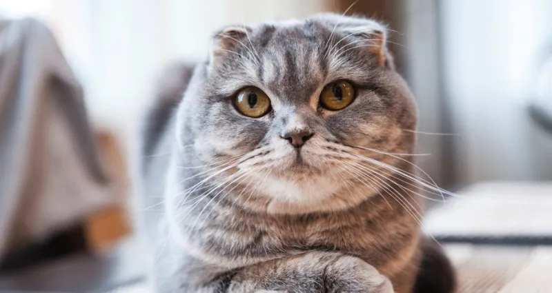 animaux-routines-astuces-et-ruses-bienveillantes-pour-le-retour-a-la-maison-de-votre-chat