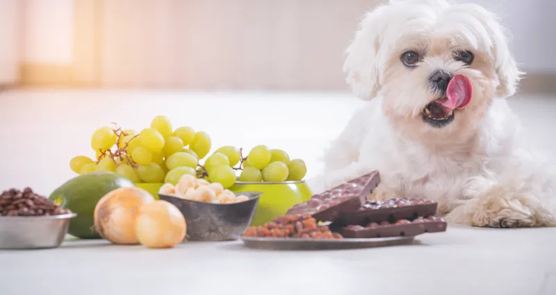quelques-aliments-toxiques-pour-les-chiens-ce-que-vous-mangez-peut-le-mettre-en-danger