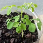 a-la-decouverte-du-moringa-vertus-et-usages-therapeutiques