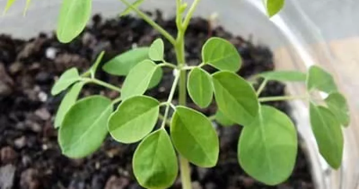 a-la-decouverte-du-moringa-vertus-et-usages-therapeutiques