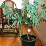 quelles-plantes-d-interieur-pour-votre-maison