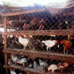 secteur-avicole-comment-reconnaitre-la-grippe-aviaire