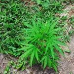 apres-lui-avoir-loue-une-portion-de-terre-un-proprietaire-terrien-cultive-de-la-drogue-dans-le-champ-d-un-pasteur