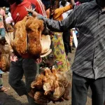 interdiction-de-vente-de-poulets-dans-la-rue-les-dessous-d-une-decision