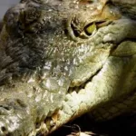 un-couple-attaque-par-un-crocodile-dans-une-piscine