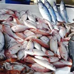 commercialisation-du-poisson-la-cote-d-ivoire-se-met-aux-normes-internationales
