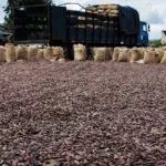 production-illegale-de-cacao-comment-se-fait-la-vente-sur-le-marche