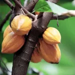economie-nationale-le-cacao-menace-la-foret