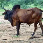 touba-une-amende-d-un-boeuf-infligee-au-maire