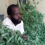 oume-plus-de-800-plants-de-cannabis-decouverts-dans-des-champs-de-mais-et-cacao