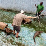 abidjan-et-yamoussoukro-bientot-debarrasses-des-crocodiles