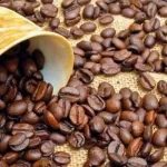 cafe-bien-trie-et-bien-seche-le-prix-du-kilogramme-en-hausse