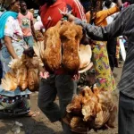 fetes-de-fin-d-annee-la-vente-de-volailles-en-dehors-des-marches-interdite