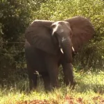 boussoukro-tiassale-un-elephant-detruit-les-plantations